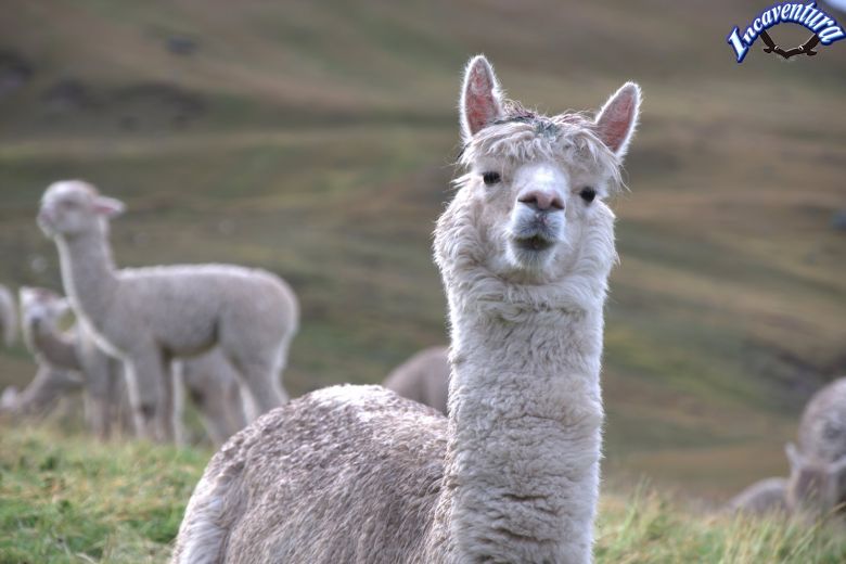 Ampato Colca Route 2 Tage