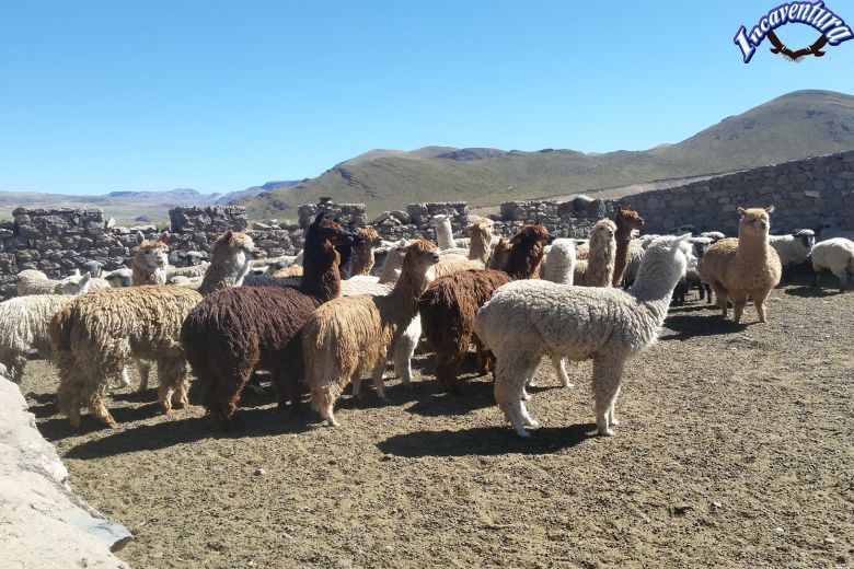 Ampato Colca Route 4 Tage