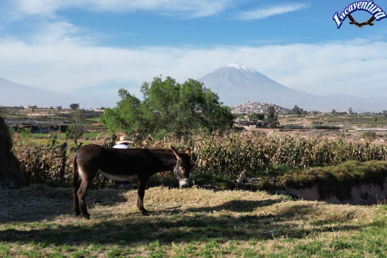 Dreitägige Trekkingtour von Arequipa nach Colca und Puno