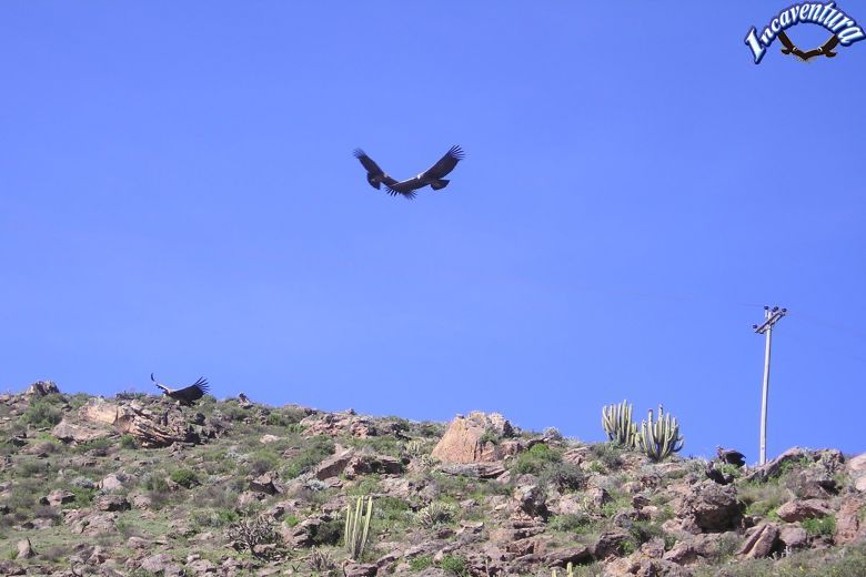 Excursion de 2 jours d'Arequipa à Colca et Puno sans trek