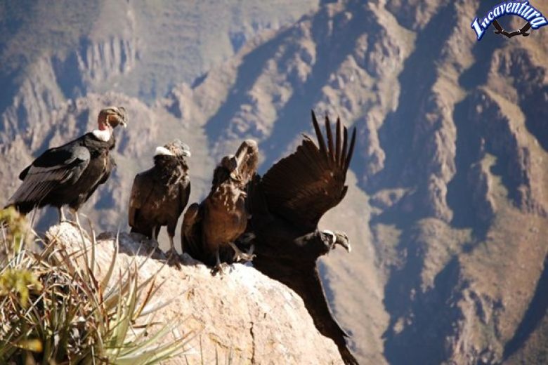Trekking Huaruro Colca
