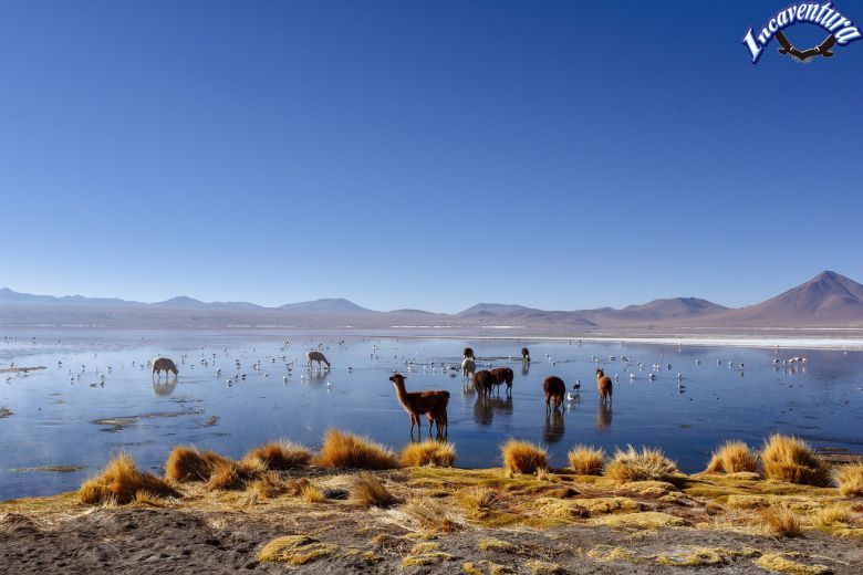 Trekking d'Arequipa à Colca et Puno de 2 jours
